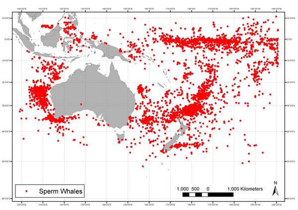 Sighting locations of sperm whales by American whaling vessels: 1820-1925